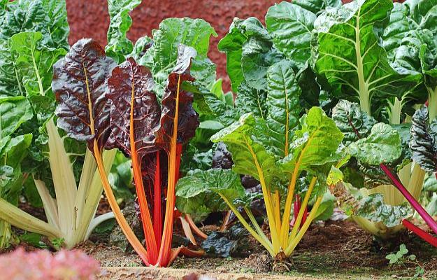 Swiss Chard | Delectable Edibles You Can Grow In Your Indoor Winter Garden