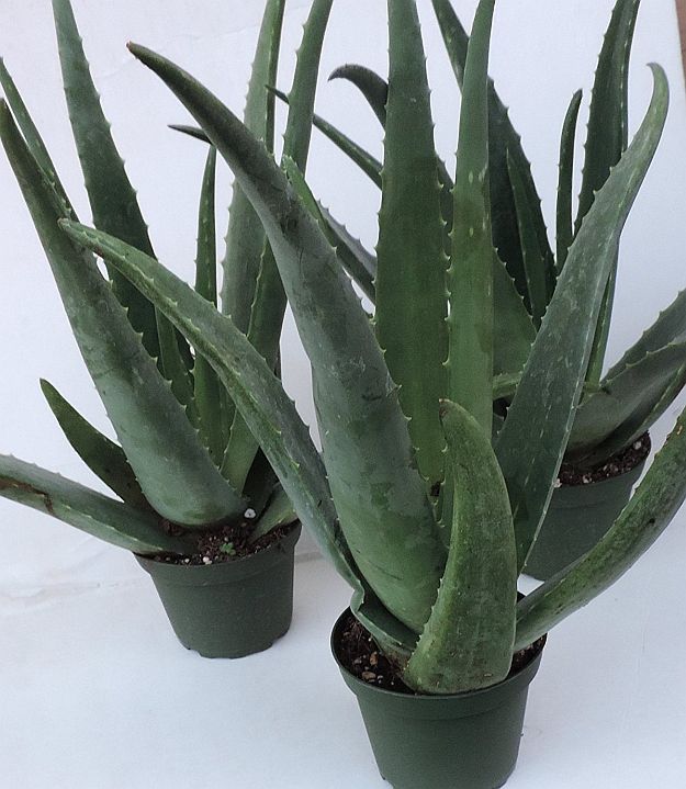 Aloe Vera | Mother Nature’s Best Home Remedies