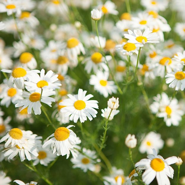 Chamomile | Mother Nature’s Best Home Remedies