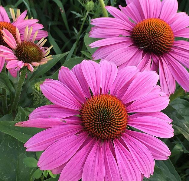 Echinacea | Mother Nature’s Best Home Remedies