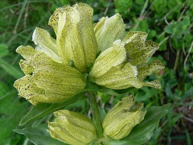 Great Yellow Gentian | Mother Nature’s Best Home Remedies