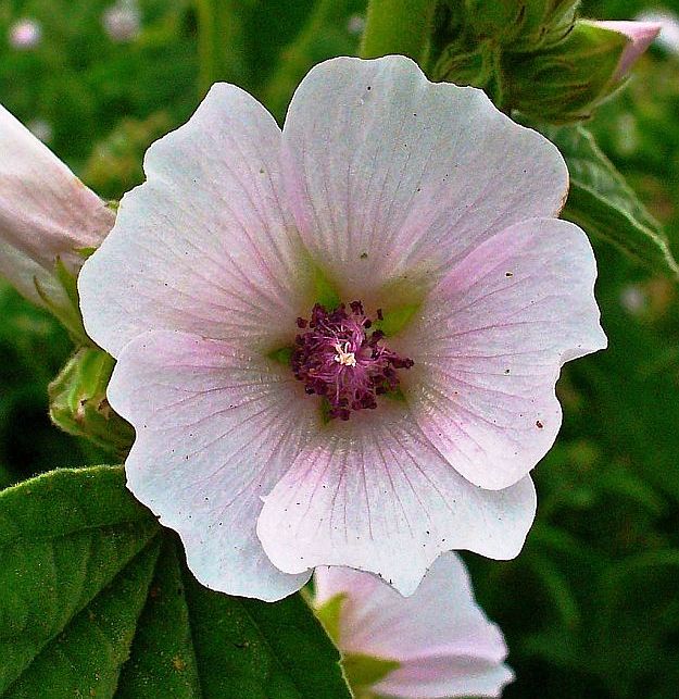 Marsh Mallow | Mother Nature’s Best Home Remedies