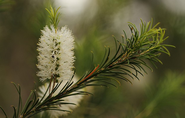 Tea Tree Essential Oil | Mother Nature’s Best Home Remedies