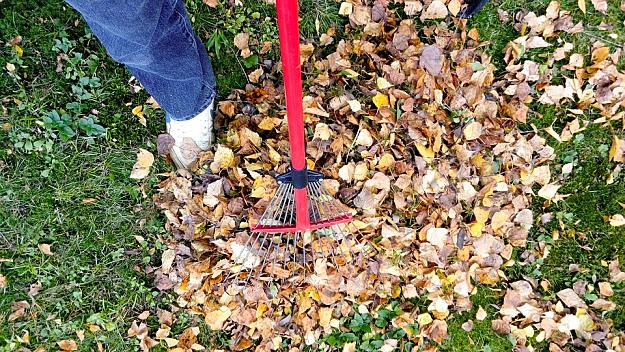 Fall And Winter Garden Clean Up | Things You Should Be Doing This Fall And Winter Garden Season