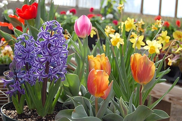 Plant A Perennial Bulb Flower Garden | Things You Should Be Doing This Fall And Winter Garden Season