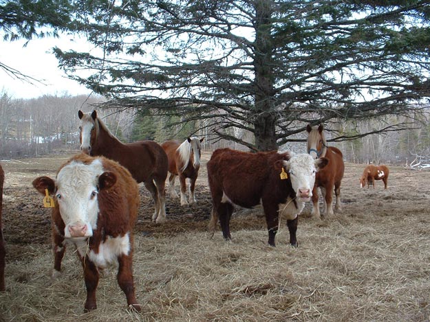 Cattle | Livestock and Barn Winter Tips | Homesteading Guide
