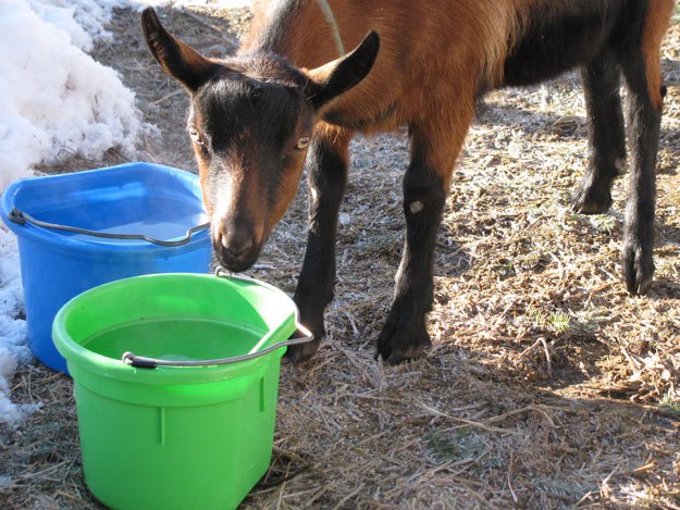 Water: Goat | Livestock and Barn Winter Tips | Homesteading Guide