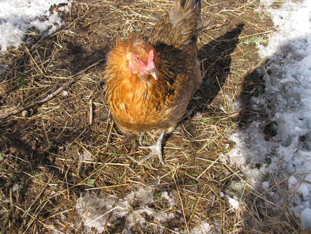 Water: Chicken | Livestock and Barn Winter Tips | Homesteading Guide