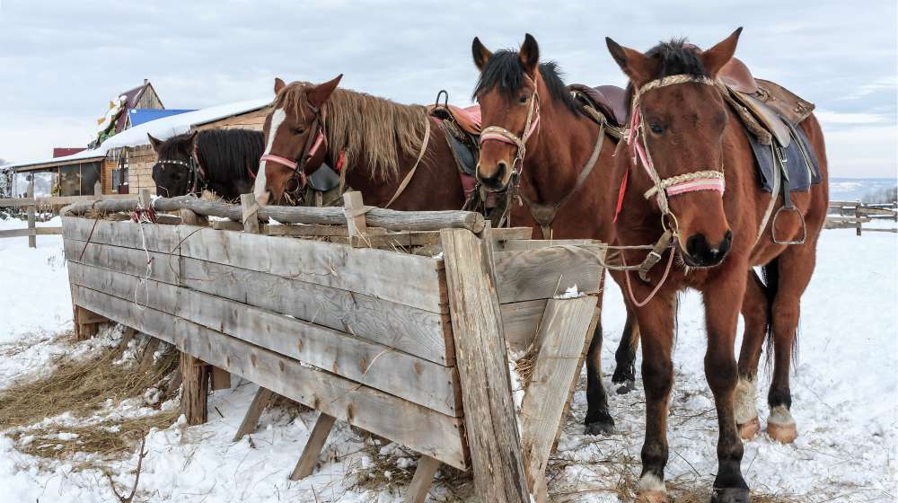four sorrel horses eating hay from a feeding-trough at winter | Winterizing Your Home 101 | Prepare For Winter Months To Come | winterizing your home