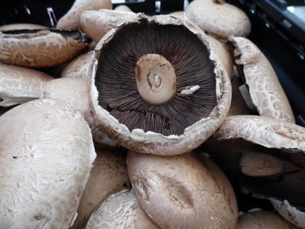 Portabella | Easy Guide To Growing Mushrooms At Home