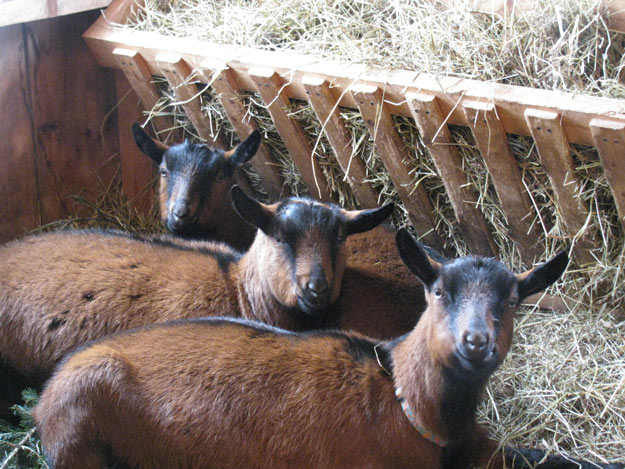 Shelter: Animal Bedding | Livestock and Barn Winter Tips | Homesteading Guide