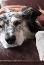 10 Common Dog Illnesses and How to Treat Them