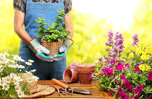 Pick A Sunny Location | Easy Gardening Tips That'll Have You Grow Plants Like A Pro
