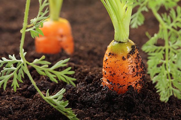 The Essence Of A Rich Soil | Easy Gardening Tips That'll Have You Grow Plants Like A Pro