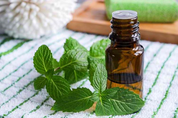 Peppermint | Essential Oils For First Aid That Any Prepper Should Have