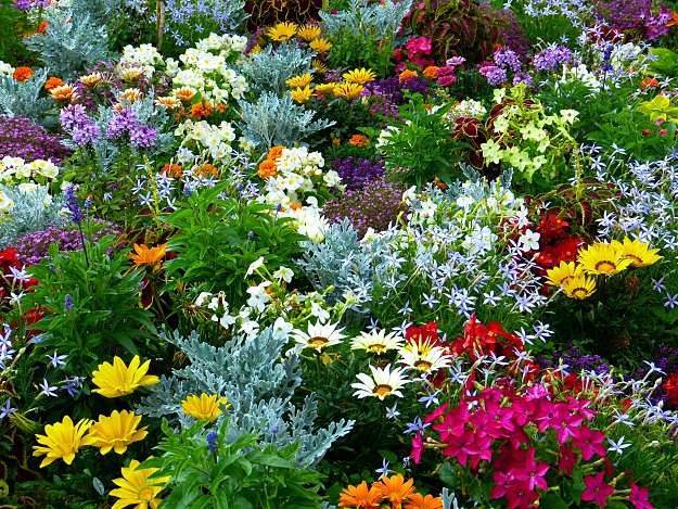 Flower Gardening 101 | Flower Gardening Made Easy For A Beginner To Achieve A Dream Garden