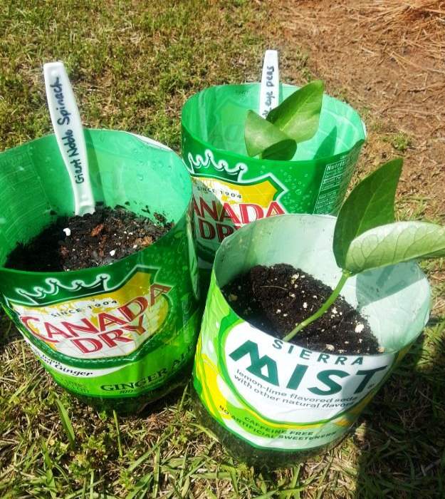 DIY Bottle Planter For Seed Starting | Gardening Tips And Tricks To Become A Successful Homesteader