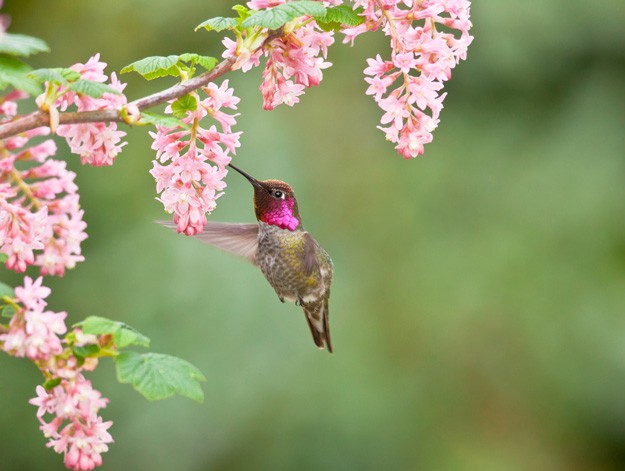 Flowers That Attract Hummingbirds | Gardening Tips And Tricks To Become A Successful Homesteader