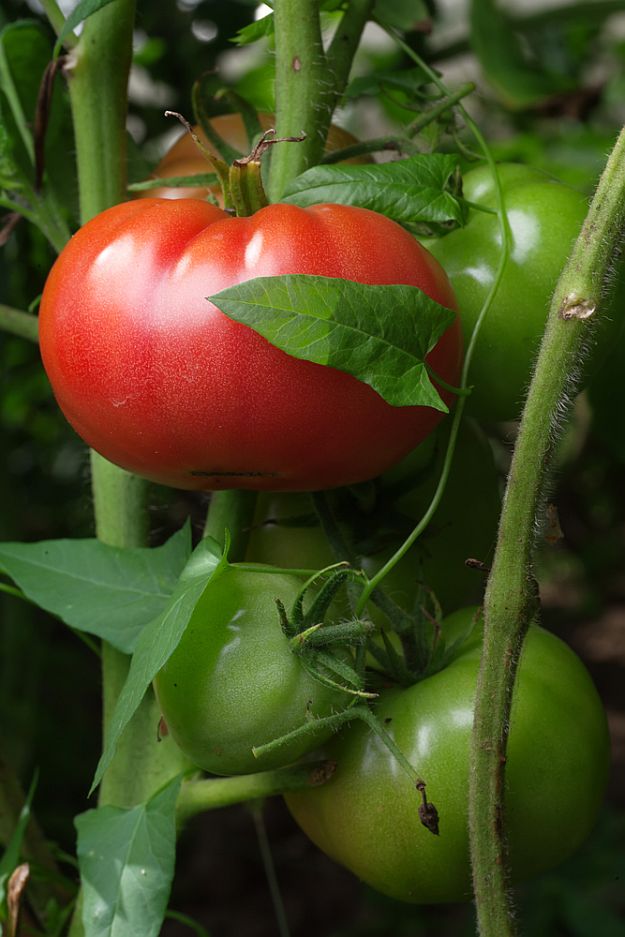 Prepare Your Tomato Garden For Spring | Gardening Tips And Tricks To Become A Successful Homesteader