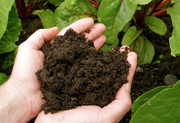 Develop Your Soil | Gardening Tips And Tricks To Become A Successful Homesteader
