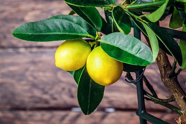 Lemons | Most Productive Vegetables To Grow Indoors