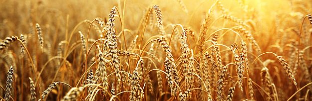 Wheat | Must Have Survival Food For Winter