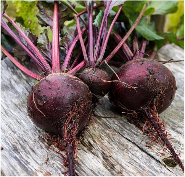 Beets Ultimate Guide To Have An Indoor Garden For Winter | [Infographic]