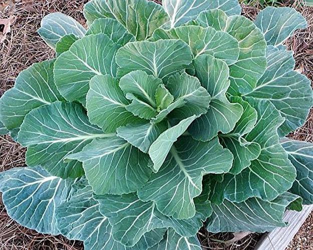 Collards | Ultimate Guide To Have An Indoor Garden For Winter | [Infographic]