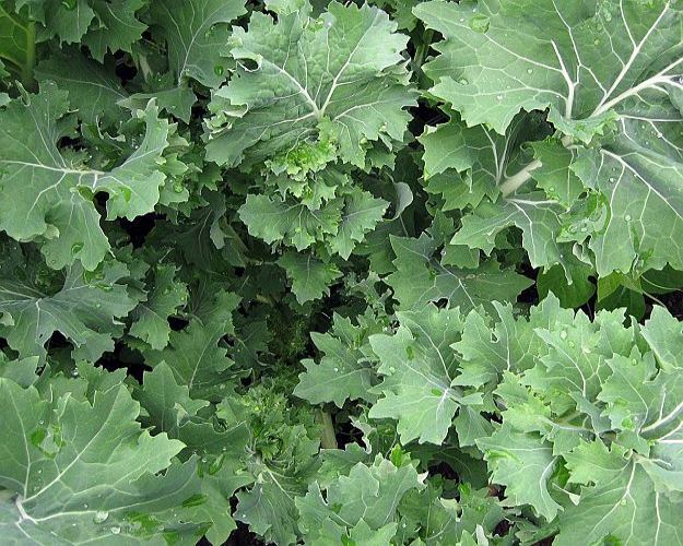 Kale | Ultimate Guide To Have An Indoor Garden For Winter | [Infographic]