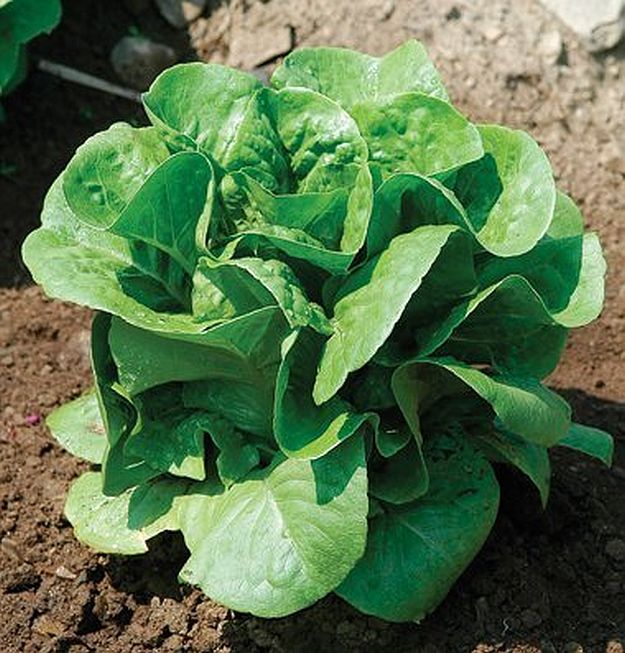 Lettuce | Ultimate Guide To Have An Indoor Garden For Winter | [Infographic]