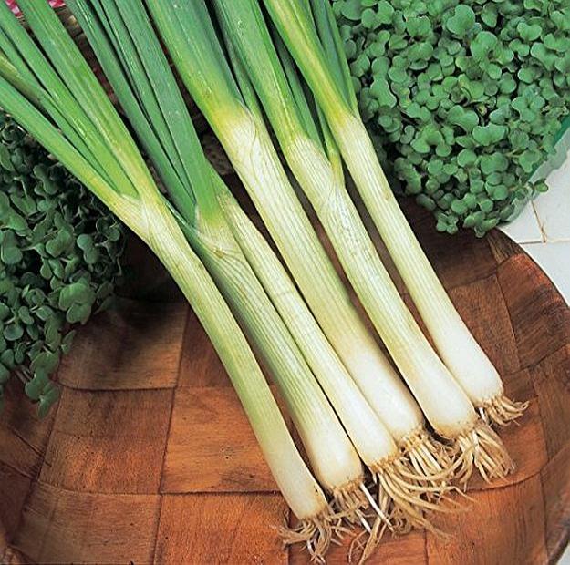 Scallion | Ultimate Guide To Have An Indoor Garden For Winter | [Infographic]