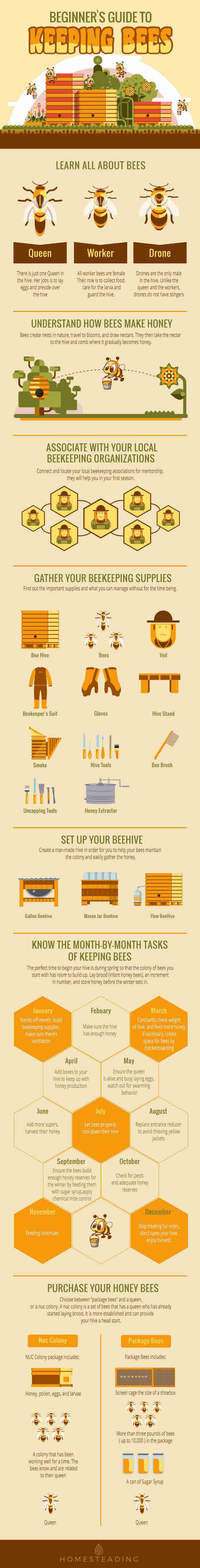 Beginners Guide To Keeping Bees