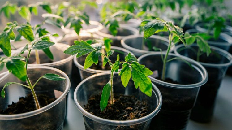 Feature | Tomato seeding in pots on window sill | Vegetables To Grow Indoors For A Productive Garden