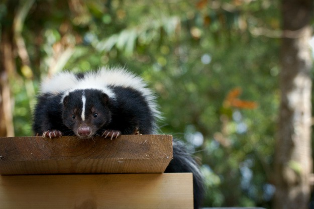 How To Deter Skunks With These 7 Reliable Steps | Homesteading Hacks Every Homesteader Should Know 