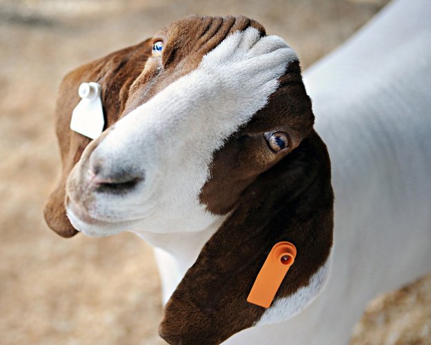 How To Keep Goats | Goat Ear Tag | Homesteading Hacks Every Homesteader Should Know 