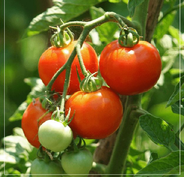 How To Plant Tomatoes | Homesteading Hacks Every Homesteader Should Know
