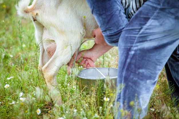 How to Milk a Goat On The Farm | Homesteading Hacks Every Homesteader Should Know 