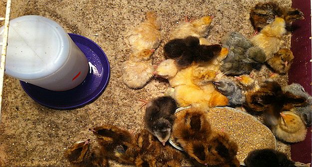 Setting Up A Chicken Brooder | Homesteading Hacks Every Homesteader Should Know 