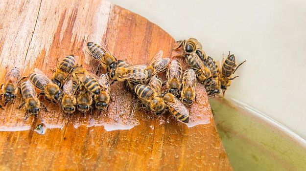 Beginner’s Guide To Keeping Bees | Homesteading Hacks Every Homesteader Should Know
