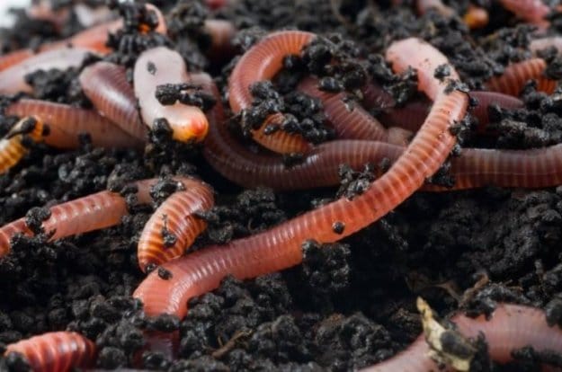 Fertilize With Worm Castings | Homesteading Hacks Every Homesteader Should Know
