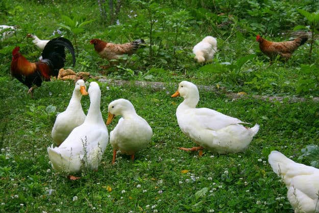 chickens and ducks Fun Farm Animal Pastimes! Homesteaders Work Hard AND Play Hard