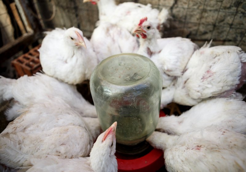 domestic white chicken drink water drinking | automatic chicken waterer