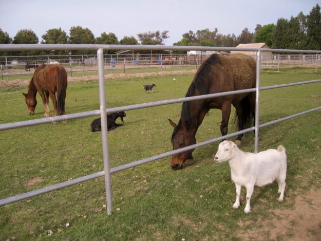 horses and goats |Fun Farm Animal Pastimes! Homesteaders Work Hard AND Play Hard