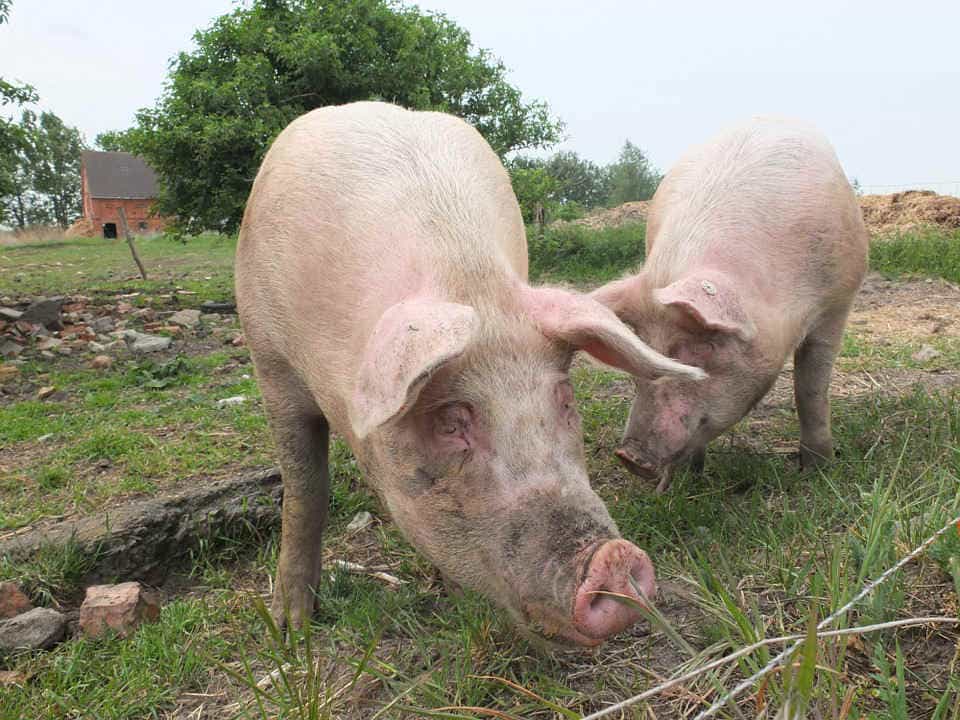 pigs Fun Farm Animal Pastimes! Homesteaders Work Hard AND Play Hard