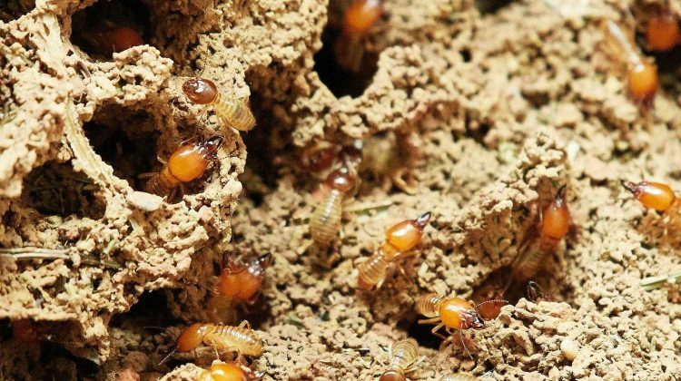 Feature | Termites in nature | Termite Infestation Signs | A Homesteader's Basic Guide