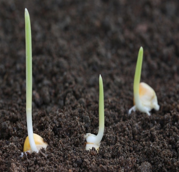 Planting | How To Grow Rainbow Corn | Glass Gem Corn 