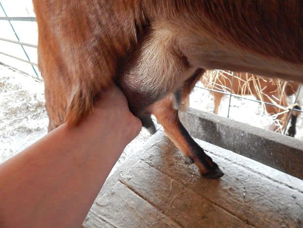 Step 6: Massage Udder | How to Milk a Goat On The Farm