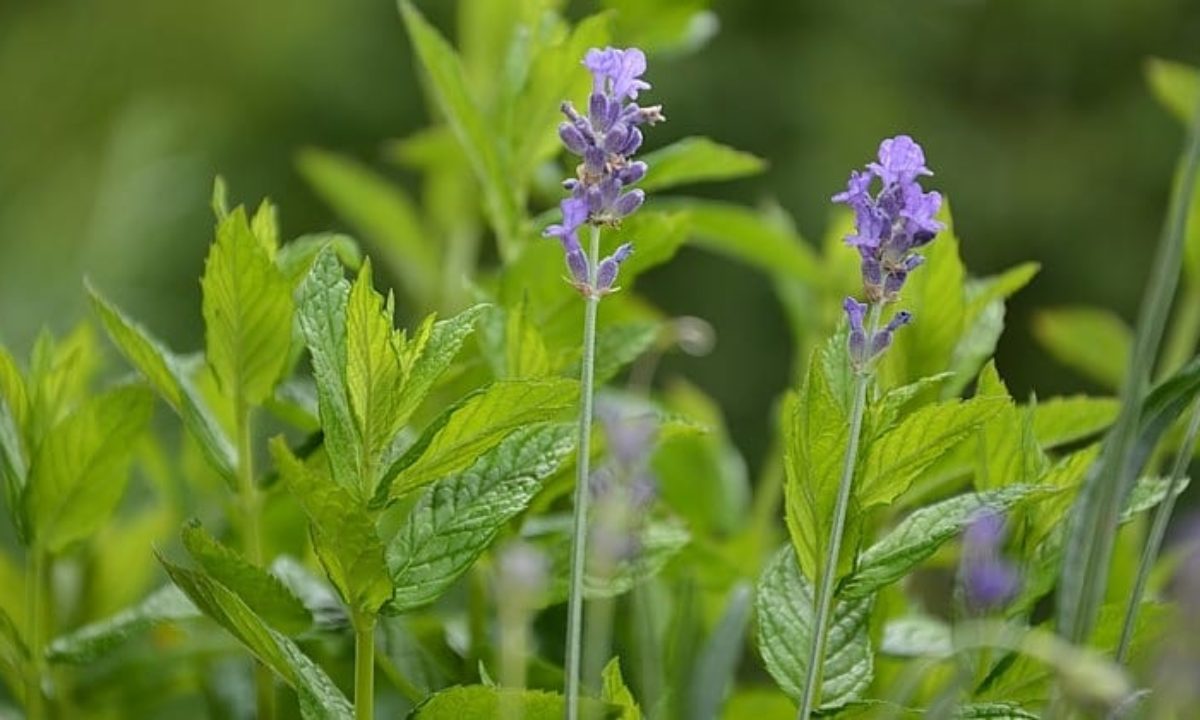 natural mosquito repellent plants