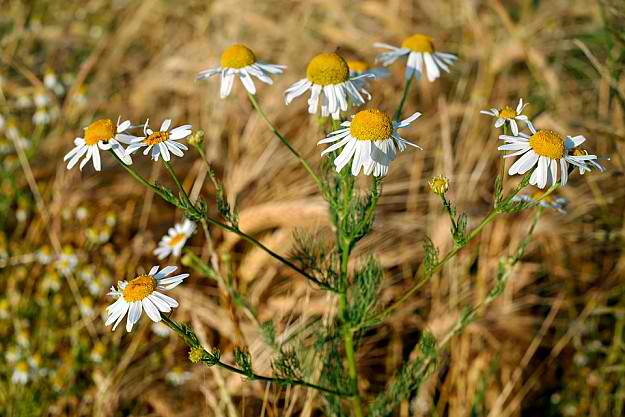 Chamomile | Natural Mosquito Repellent Plants | Homesteading Home Remedies