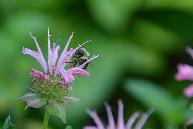 Horsemint Or Bee Balm "Monarda" | Natural Mosquito Repellent Plants | Homesteading Home Remedies
